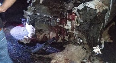 Siverek'te otomobil koyun sürüsüne daldı