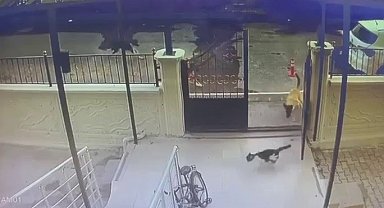 Sokak köpekleri kediye saldırdı, o anlar kameraya yansıdı