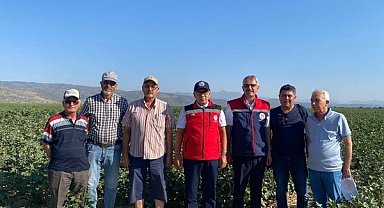 Söke, Aydın'ın pamuk başkenti olmaya devam ediyor