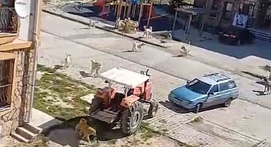 Sürü halinde dolaşan başıboş köpekler tehlike saçıyor