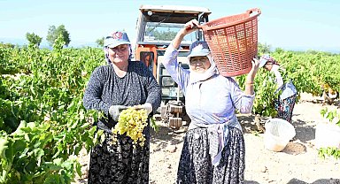 Susuz yetişen meşhur Bekilli üzümünde hasat zamanı