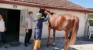 Tavşanlı'da atlarda sağlık taraması ve çip uygulaması