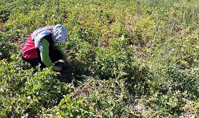 Tavşanlı'da patates üretimi yapılan alanlarda hastalık ve zararlı surveyleri yapıldı
