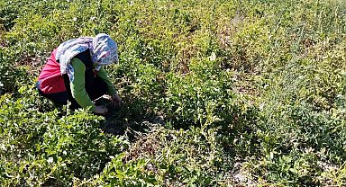 Tavşanlı'da patates üretimi yapılan alanlarda hastalık ve zararlı surveyleri yapıldı