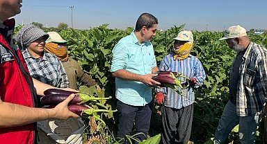 Tescilli Birecik patlıcanında hasat başladı