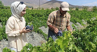 Tescilli Cimin üzümünde hasat zamanı