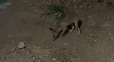 Tilki ve bahçe sahibi arasındaki sohbet gülümsetti :"Kümesten uzak dur, arkadaşlığımız bozulmasın!"