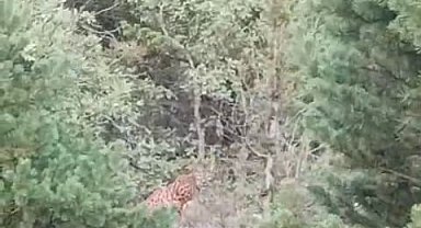Tokat'ta bir vatandaş gördüğü vaşakı kışkışladı