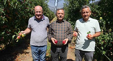 Türkiye'nin önemli elma üretim merkezlerinden Niğde'de hasat devam ediyor