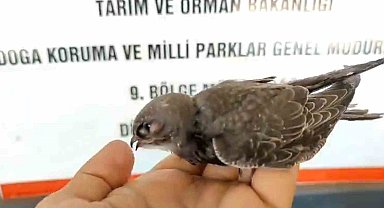 Uçma egzersizlerini yapıyor