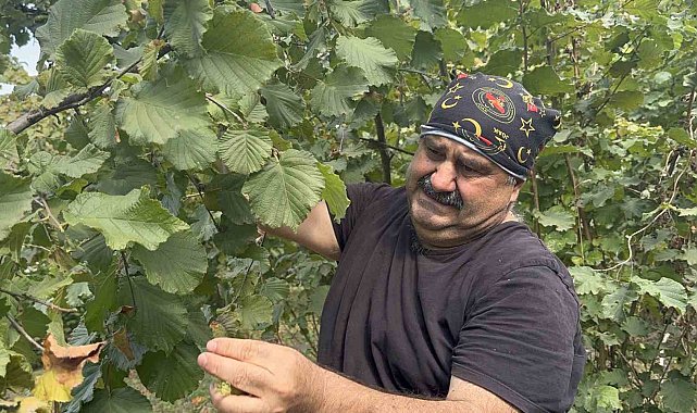 Ünlü oyuncu bahçeye girip fındık topladı