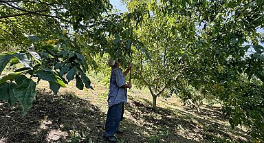 Üreticilerin ceviz hasadı mesaisi başladı