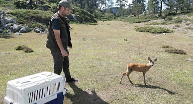 Vatandaşların yaralı halde bulduğu karaca yeniden doğaya salındı