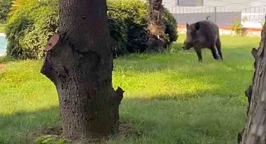 Villaya kaçak giren domuz havuza böyle düştü