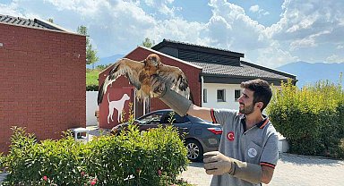 Yaban dostları doğal hayatlarına kavuştu