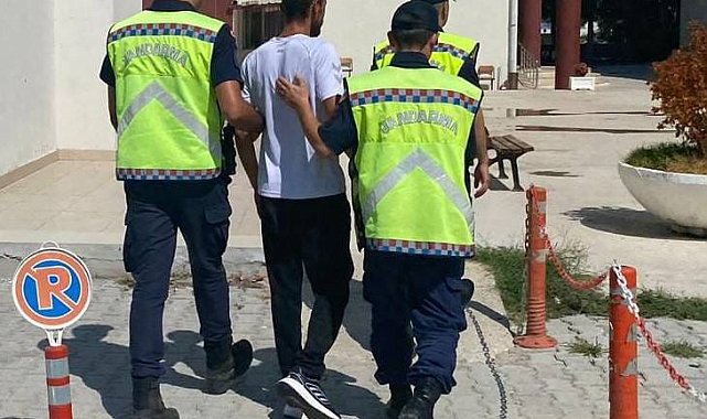 Yalova'da 181 kök Hint keneviri ele geçirildi: 1 gözaltı