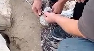 Yalova'da acemi balıkçının oltasına balık yerine martı takıldı