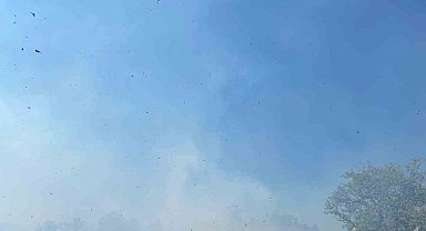 Yalova'da zeytinlik alanda çıkan yangın söndürüldü