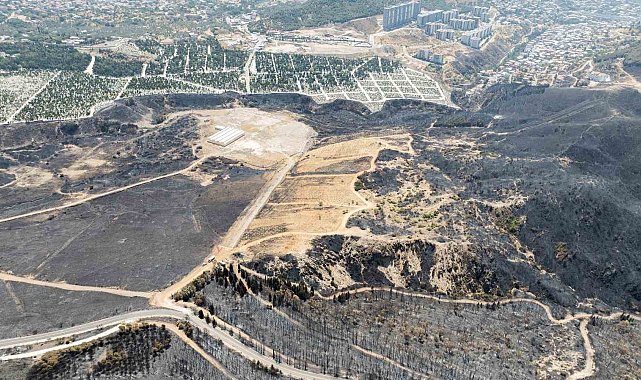 Yangınların etkilediği 15 bin ağaç tedavi edilerek hayatta tutulacak