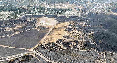 Yangınların etkilediği 15 bin ağaç tedavi edilerek hayatta tutulacak