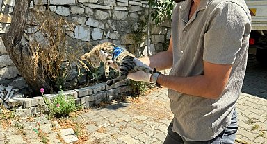 Yaralanan yavru kediye ilk müdahale yapıldı