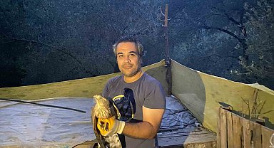 Yaralı bulunan çakır kuşları tedavileri sonrasında Kazdağları'na bırakıldı