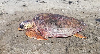 Yaralı caretta caretta tedavi altına alındı