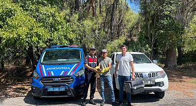 Yaralı şahin, jandarma ekiplerince kurtarıldı
