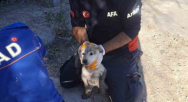 Yavru köpek 4 metrelik çukurdan çıkarıldı