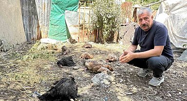 Yüksekova'da başıboş köpekler kümese girerek çok sayıda tavuğu telef etti