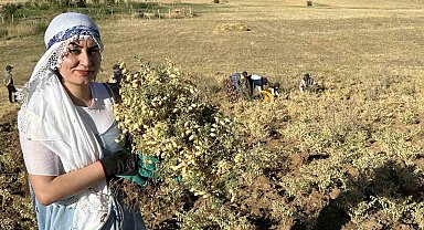 Yüksekova'da kadınlar elleriyle nohut hasadı yaptı