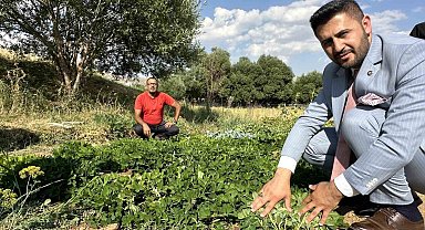 Yüksekova'da yer fıstığı yeryüzüne çıktı