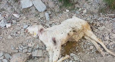 10 keçisi tüfekle vurulan çoban: "Ne istediniz gebe hayvanlarımdan"