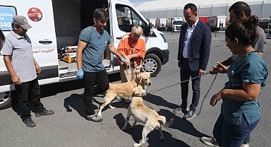 176 sokak köpeği bekçi köpeği oldu