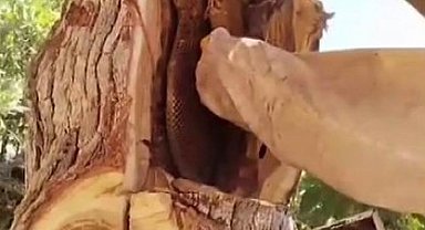 2 bin 500 rakımda kayalıkların arasında bal üretiyor