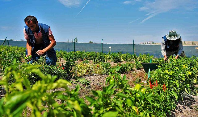 22 ton sebze ve meyve ihtiyaç sahibi ailelerin sofrasına ulaştı