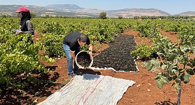 'Horoz karası üzümü'nün sofralara yolculuğu başladı