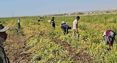 Adilcevaz'da fasulye hasadı başladı