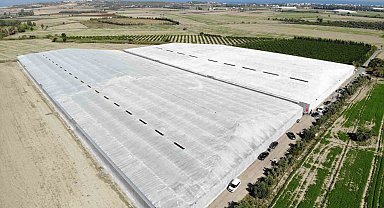 Afetzede kardeşler deprem bölgesinde 120 dönüm serada muz üretiyor