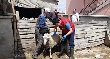 Afyonkarahisar'da küçükbaş hayvanlar aşılandı