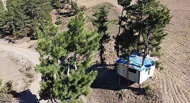 Ağaçlara zarar vermek istemedi evinin içinden ağaç geçti