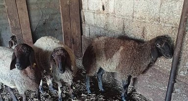 Ağıla giren başıboş köpekler 2 hayvanı telef etti