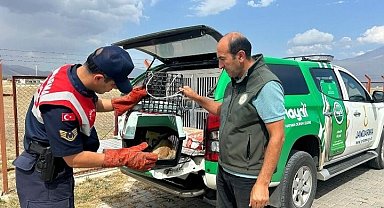 Ağrı'da bitkin düşen tilki, jandarmanın hassas müdahalesiyle kurtarıldı