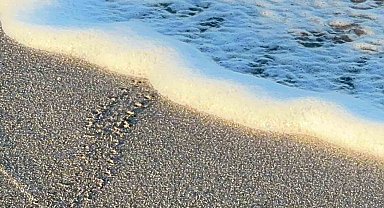 Alanya'da yavru caretta carettalar mavi sularla buluşmaya devam ediyor