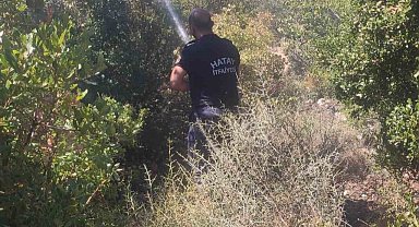 Altınözü'nde zeytinlik yangını