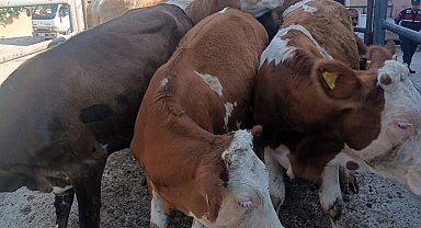 Anadolu'dan Trakya'ya kaçak hayvan sevkine 91 bin 323 TL ceza