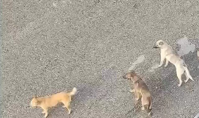 Ankara Mamak'ta vatandaşlar sahipsiz köpeklerin çokluğundan tedirgin