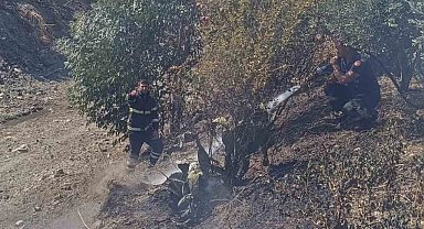 Antakya'da zeytinlik yangını