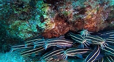 Antalya Körfezi'nde ilk kez görüntülendi: Zehirli çizgili kedi balığı