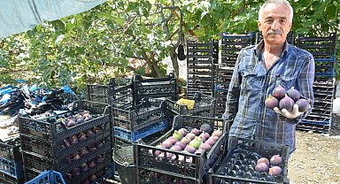 Antalya'da Bursa siyah incir hasadı tamamlandı